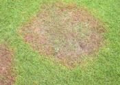 Grass symptomatic of Take-All Patch