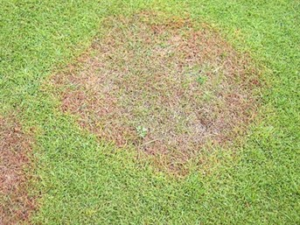 Grass symptomatic of Take-All Patch