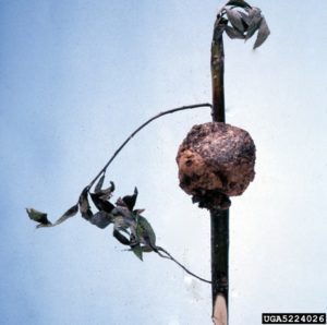 Crown gall on willow (Salix spp.)