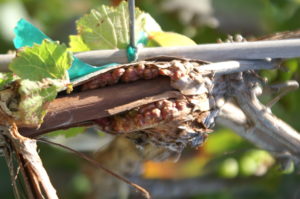 Agrobacterium on grapes