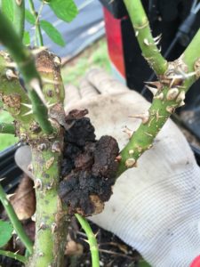 crown gall on rose