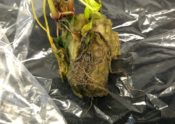 Roots of hydroponic spinach exhibiting rotting roots