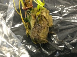 Roots of hydroponic spinach exhibiting rotting roots